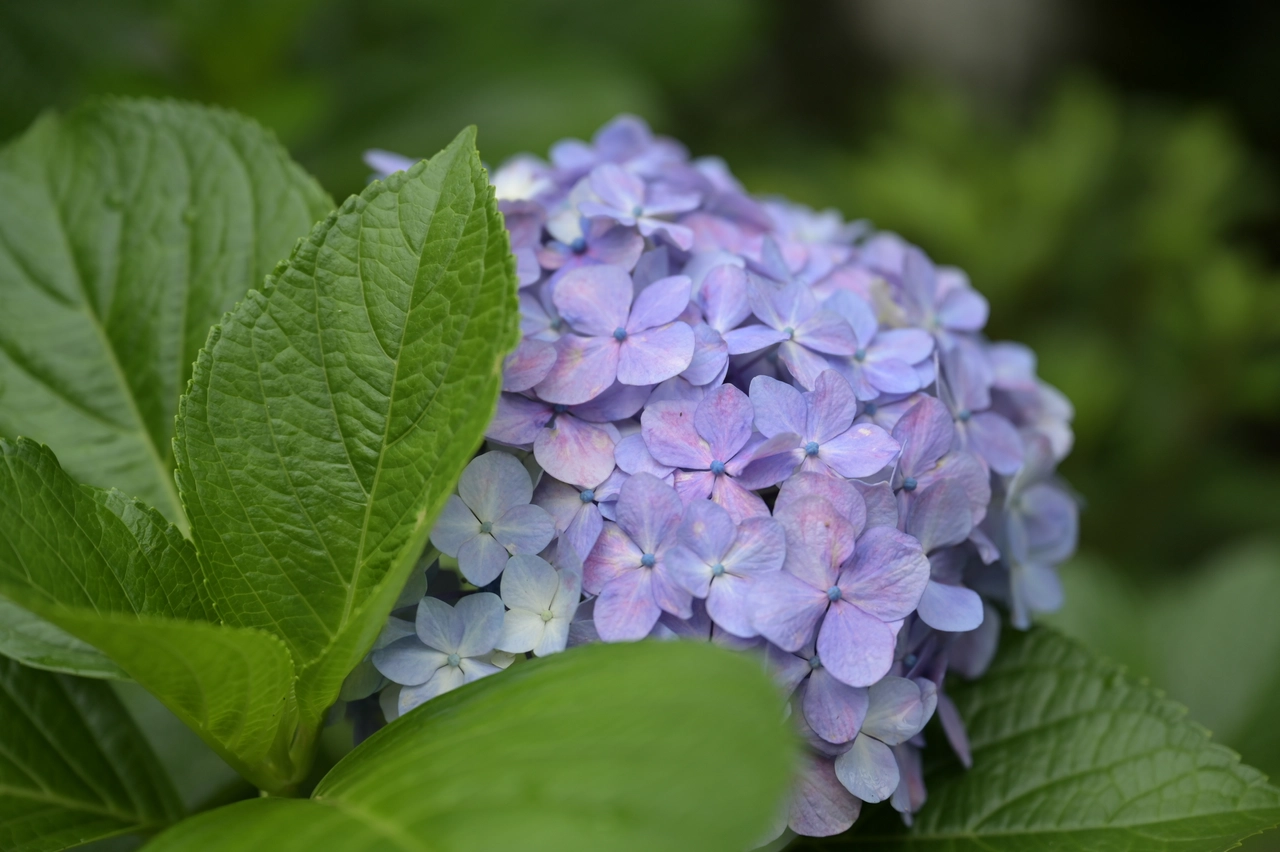 紫陽花