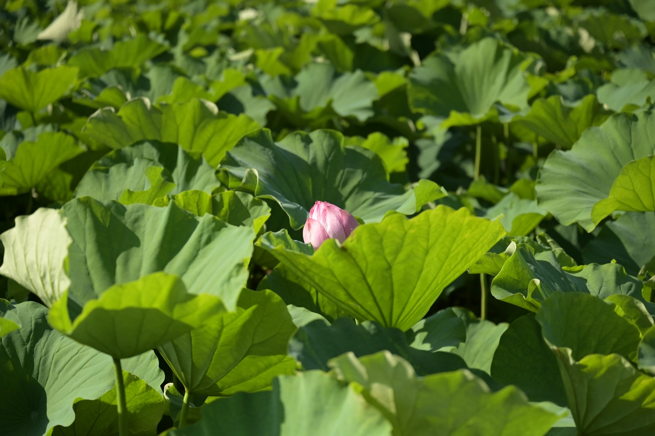 蓮（開花前）