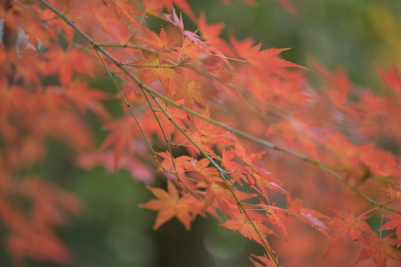 紅葉