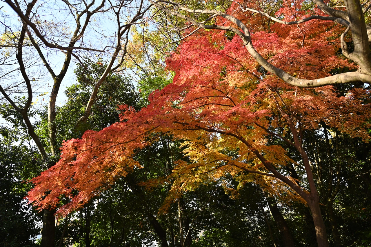 紅葉