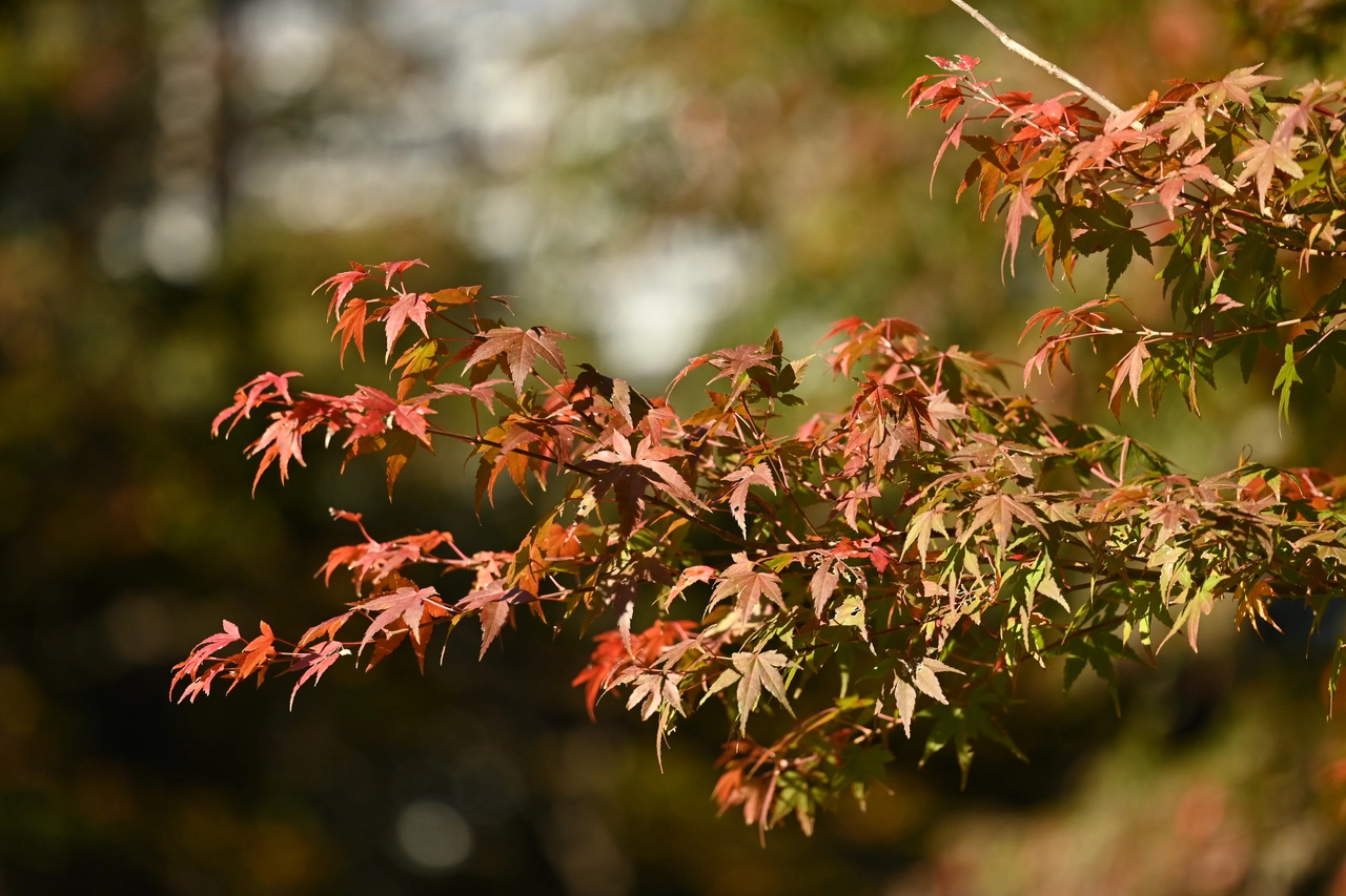 紅葉