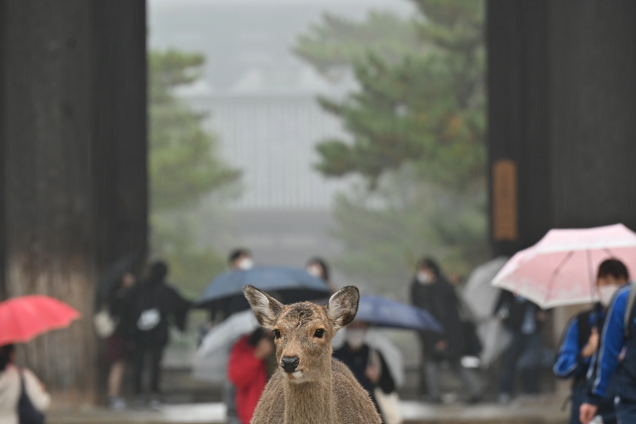しか